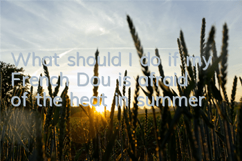TWhat should I do if my French Dou is afraid of the heat in summer?