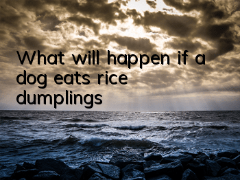 TWhat will happen if a dog eats rice dumplings?