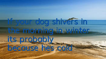 If your dog shivers in the morning in winter, it’s probably because he’s cold!