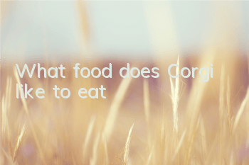 What food does Corgi like to eat?