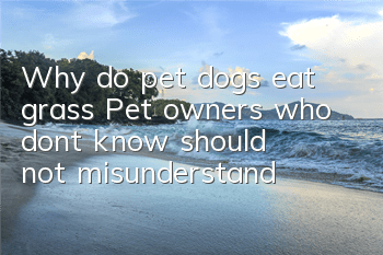TWhy do pet dogs eat grass? Pet owners who don’t know should not misunderstand!