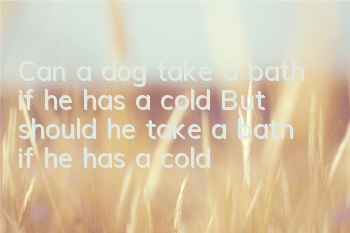 TCan a dog take a bath if he has a cold? But should he take a bath if he has a cold?
