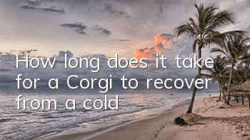How long does it take for a Corgi to recover from a cold?