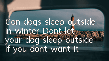 TCan dogs sleep outside in winter? Don’t let your dog sleep outside if you don’t want it to freeze to death!