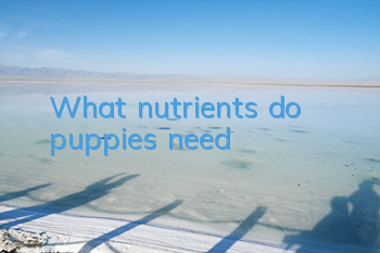 TWhat nutrients do puppies need?