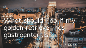 TWhat should I do if my golden retriever has gastroenteritis?