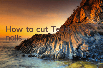 THow to cut Teddy dog ​​nails