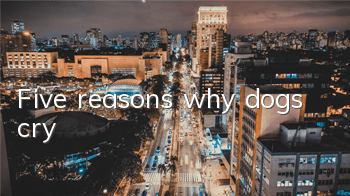 TFive reasons why dogs cry