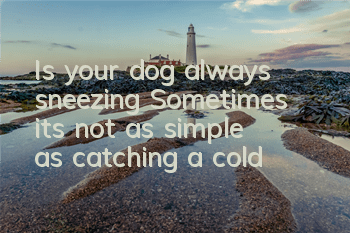 Is your dog always sneezing? Sometimes it’s not as simple as catching a cold!