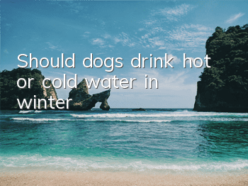 Should dogs drink hot or cold water in winter?
