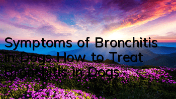 Symptoms of Bronchitis in Dogs How to Treat Bronchitis in Dogs?