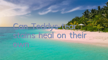 TCan Teddy's tear stains heal on their own?