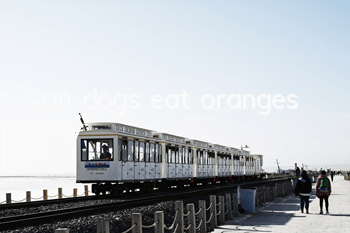 TCan dogs eat oranges? Why?