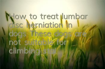 THow to treat lumbar disc herniation in dogs? These dogs are not suitable for climbing stairs!