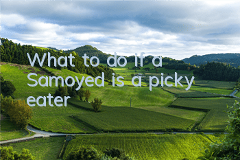 TWhat to do if a Samoyed is a picky eater