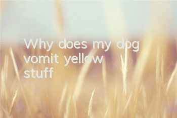 TWhy does my dog ​​vomit yellow stuff?