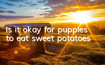 TIs it okay for puppies to eat sweet potatoes?