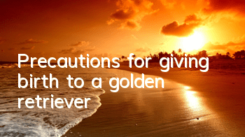 Precautions for giving birth to a golden retriever