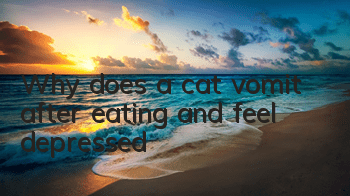 TWhy does a cat vomit after eating and feel depressed?