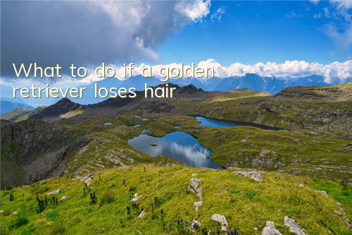 What to do if a golden retriever loses hair