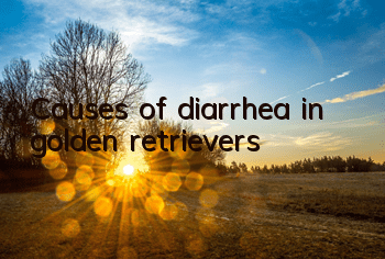 Causes of diarrhea in golden retrievers