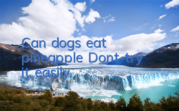 Can dogs eat pineapple? Don’t try it easily!