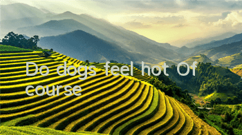 Do dogs feel hot? Of course!
