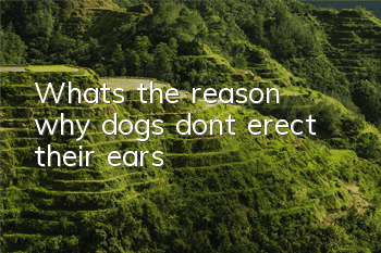 TWhat’s the reason why dogs don’t erect their ears?