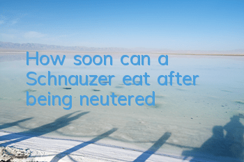 How soon can a Schnauzer eat after being neutered?