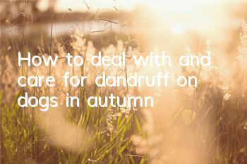 How to deal with and care for dandruff on dogs in autumn