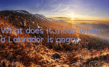TWhat does it mean when a Labrador is angry?
