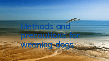 Methods and precautions for weaning dogs