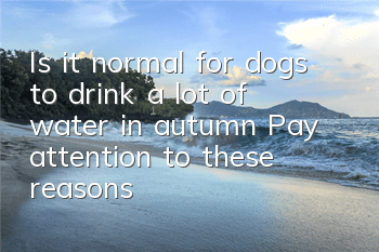 TIs it normal for dogs to drink a lot of water in autumn? Pay attention to these reasons