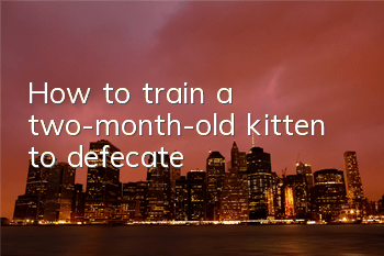 THow to train a two-month-old kitten to defecate