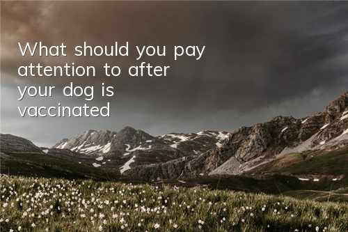 What should you pay attention to after your dog is vaccinated?