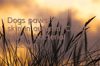 TDog's paws shed skin in autumn. Could it be a bacterial infection?
