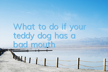 TWhat to do if your teddy dog ​​has a bad mouth