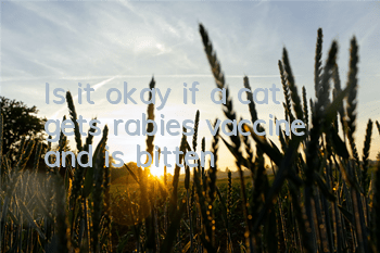 Is it okay if a cat gets rabies vaccine and is bitten?
