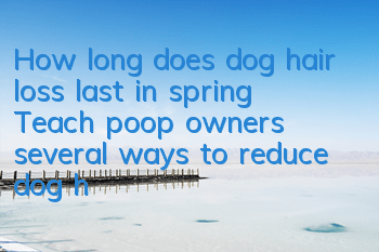 THow long does dog hair loss last in spring? Teach poop owners several ways to reduce dog hair loss!