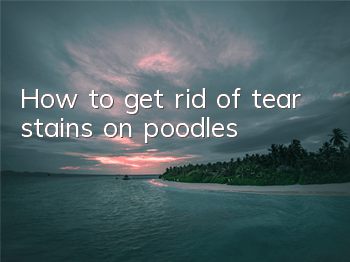How to get rid of tear stains on poodles