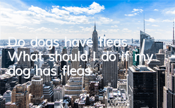 TDo dogs have fleas? What should I do if my dog ​​has fleas?