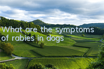 TWhat are the symptoms of rabies in dogs?