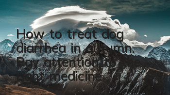 How to treat dog diarrhea in autumn. Pay attention to the right medicine!