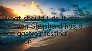 TWhat should I do if my German Shepherd has a bad gastrointestinal condition?