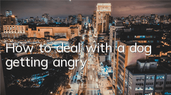 How to deal with a dog getting angry