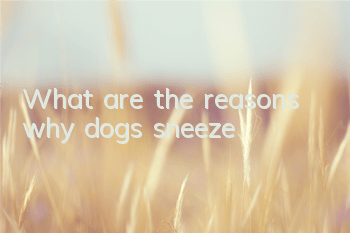 What are the reasons why dogs sneeze?
