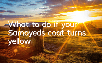 What to do if your Samoyed’s coat turns yellow