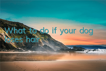 What to do if your dog loses hair
