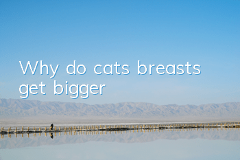 Why do cats’ breasts get bigger?