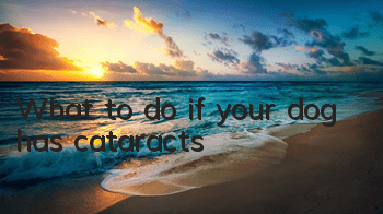 TWhat to do if your dog has cataracts